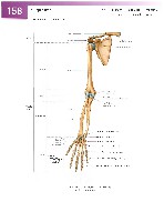 Sobotta Atlas of Human Anatomy  Head,Neck,Upper Limb Volume1 2006, page 165